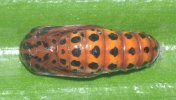 pupa