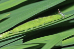 Melanitis larva