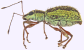 myllocerus dorsatus in profile