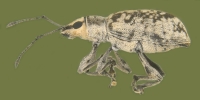 Myllocerus undecimpustulatus-lateral view