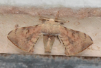 Male moth, dorsal view