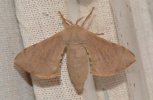 Female moth, dorsal view