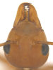 oecophylla head