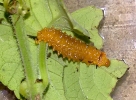 larva