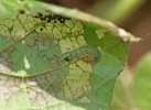 lablab leaf webber larva