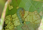 lablab leaf webber larva