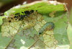 Lablab leaf webber larva