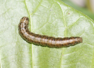 orthaga larva