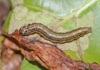 orthaga larva