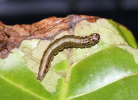 Orthaga larva