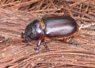 oryctes beetle