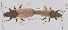 Dusky cotton bug mating pair