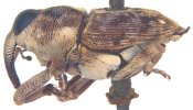 Adult weevil, lateral view