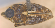 Adult weevil, dorsal view