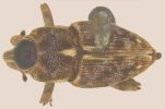 Adult weevil, dorsal view