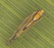 macropterous form