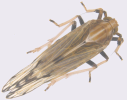 Macropterous form