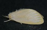 perina female