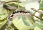 perina nuda larva