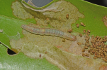 Larva on sapota leaves