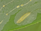 Larva of citrus leafminer