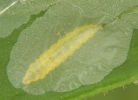 Larva of leafminer