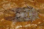 Platypleura octoguttata