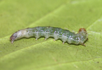Pleuroptya larva