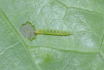 Plutella xylostella larva