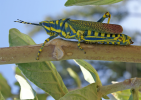 Painted grasshopper