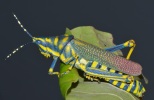 Painted grasshopper