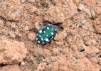 Adult beetle in soil
