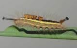 larva on sugarcane