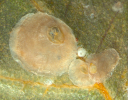 Pseudaonidia trilobitiformis