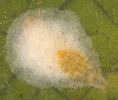 Pseudaulacaspis cockerelli