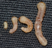 Different larval instars
