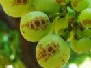 damage on grapes