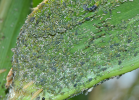maize aphid