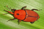 Rhynchophorus ferrugineus