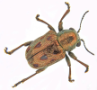 grape flea beetle