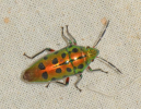 Adult bug
