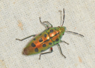 scutellera bug