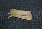 Adult moth in lateral view