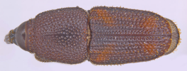 Sitophilus oryzae- dorsal view
