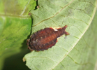 castor slug