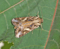 Spodoptera litura adult