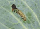 Spodoptera litura larva