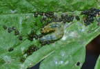Larva on amaranthus