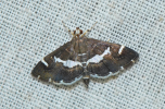 Adult moth, dorsal view
