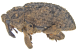 stone weevil in profile